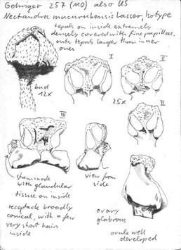 Vorschaubild Nectandra mucurubensis Lasser